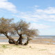 Cap Ferret, Bassin d'Arcachon