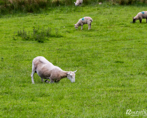 Glendalough, Irland